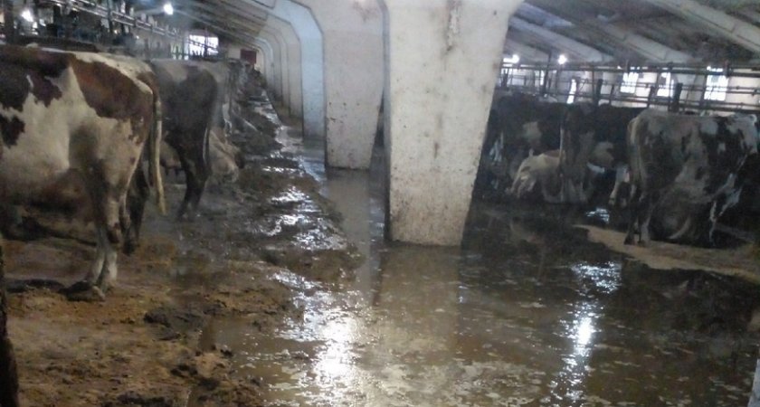 На печально известной ферме объяснили, что стало причиной «издевательств» над животными