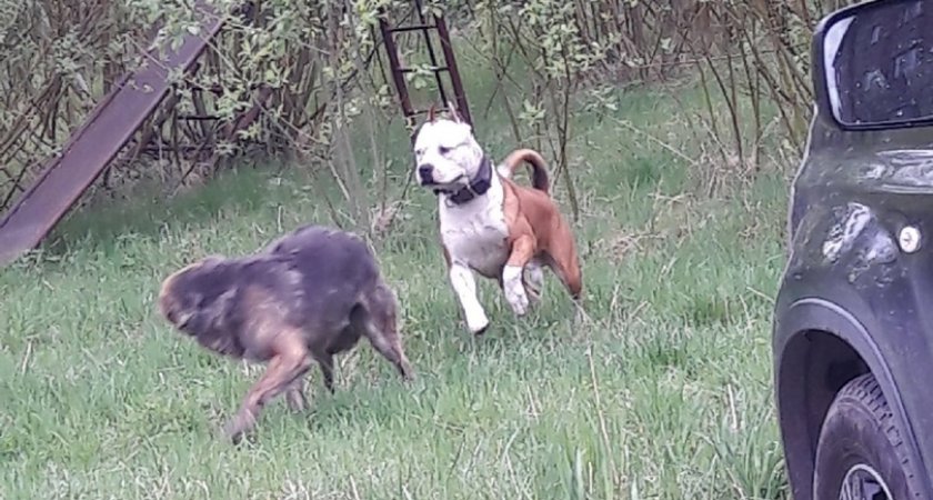 "Морды испачканы кровью": две бойцовские собаки держат в страхе поселок Ухты