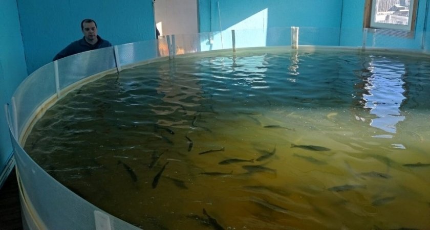В Коми хотят нарастить производство рыбы до 200 тонн в год
