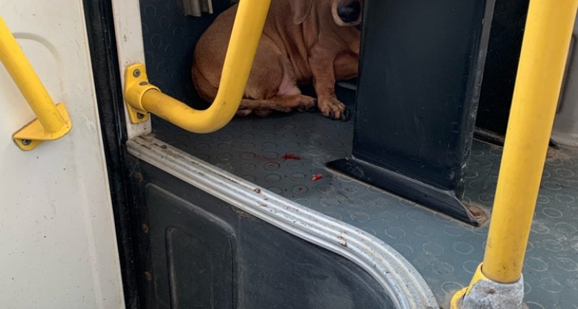 Добродушные ухтинцы спасли таксу-путешественницу и ищут хозяина собаки