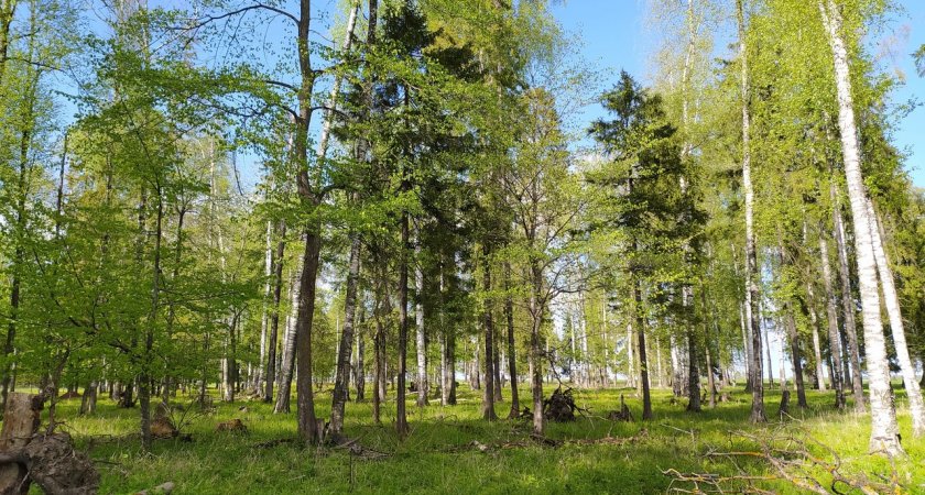 В Коми ожидают увеличение площади усыхания лесов