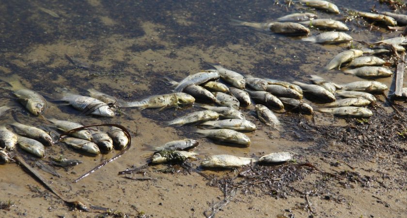 В озере Коми массово гибнет рыба 