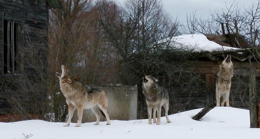 В этом году в Коми разрешили отстрелить 152 волка