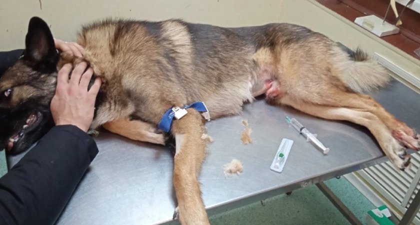 В Ухте не стали расследовать массовое убийство собак