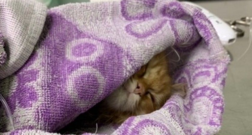 В Ухте ветеринар калечит домашних животных клиентов