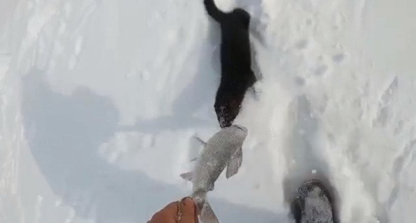 В Коми норка обокрала рыбаков