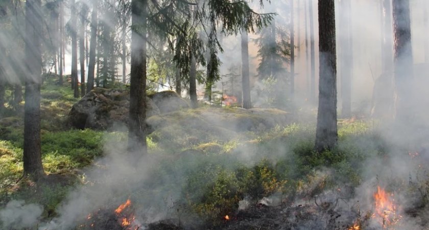 "Деньги есть, а специалистов нет": в Ухте 10 студентов будут помогать тушить лесные пожары