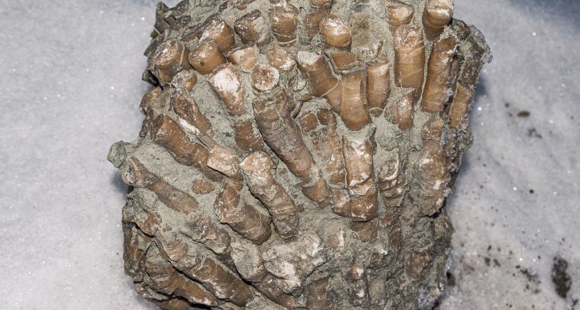 В Ухте известный фотограф нашел древний артефакт