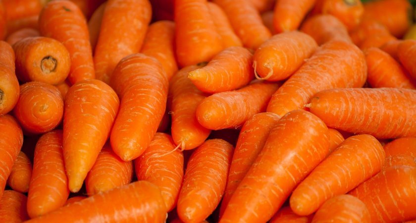 Житель Коми поделился рецептом раствора для хорошего урожая моркови