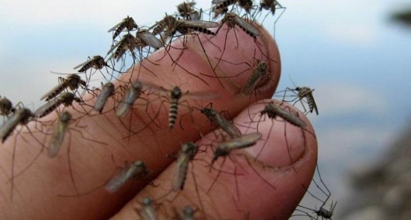 Жителям Коми рассказали, когда ждать «нашествия» комаров