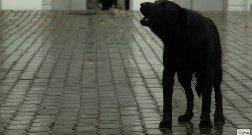"Таскала из стороны в сторону": в Коми домашняя собака напала на пенсионера