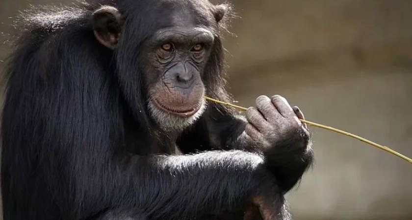 Медик рассказал, при каких условиях можно заразиться оспой обезьян