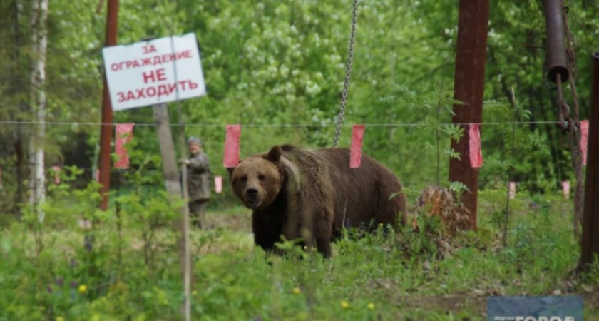 Минприроды Коми предупреждает жителей: "Не кормите медведей, если жизнь дорога"