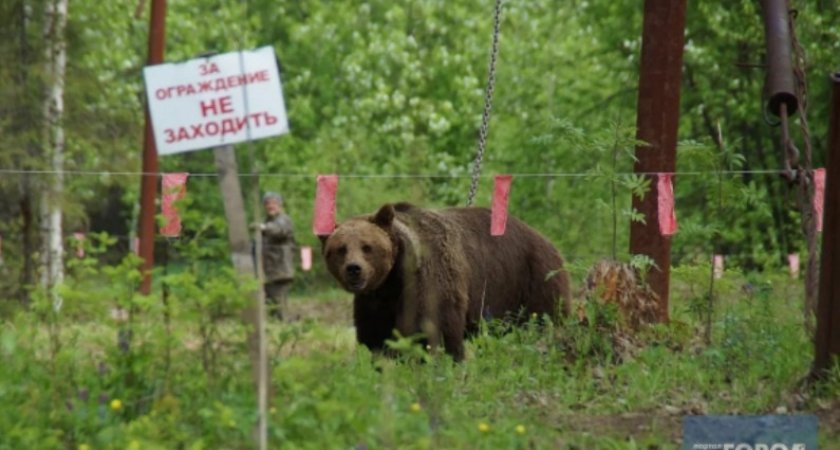 "Докормили!": Трассу Сыктывкар — Ухта захватили медведи