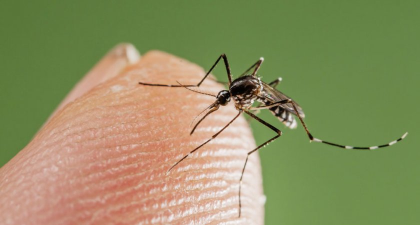 Как бороться с комарами жителям Коми?