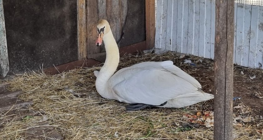 Козленок стал лебедю единственным другом на ухтинской ферме