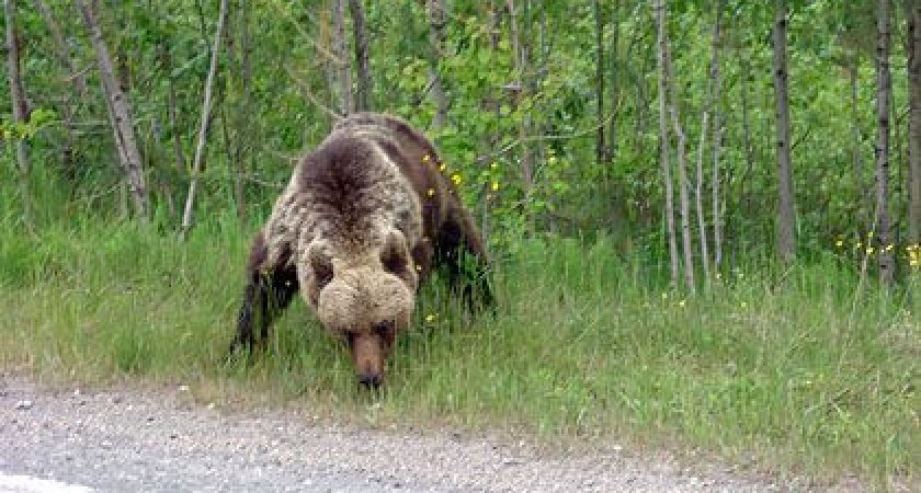 Медведь на дороге между Ухтой и Сыктывкаром отвлекает водителей