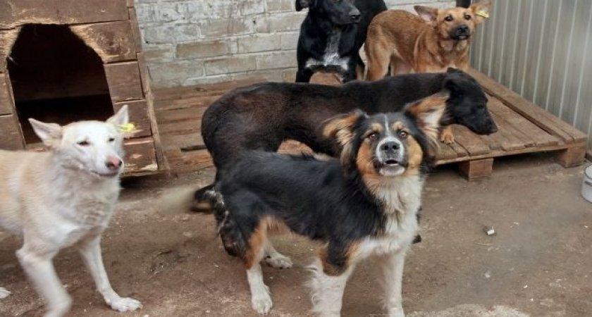 Жители Ухты жалуются на бездомных собак 