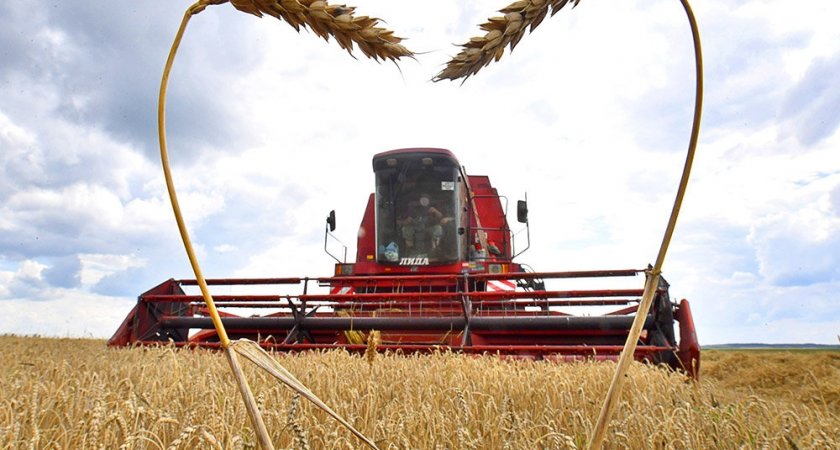 2022 год в России может стать рекордным по сбору урожая пшеницы