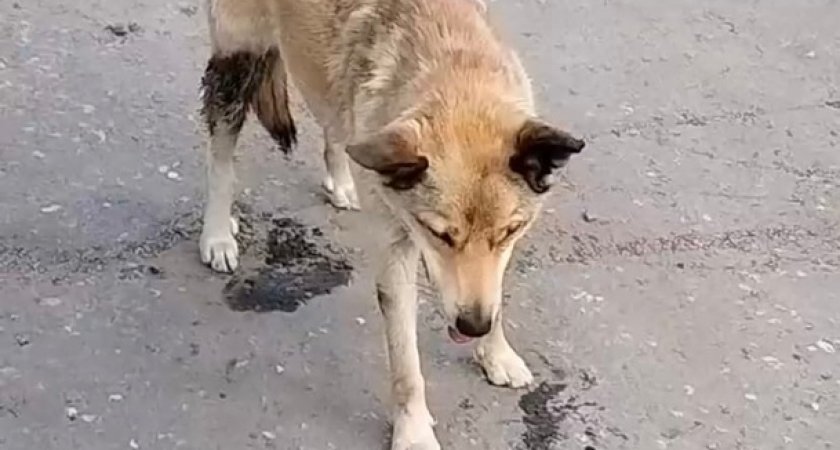 "Трясло и пена шла изо рта": в Сосногорске начали травить собак