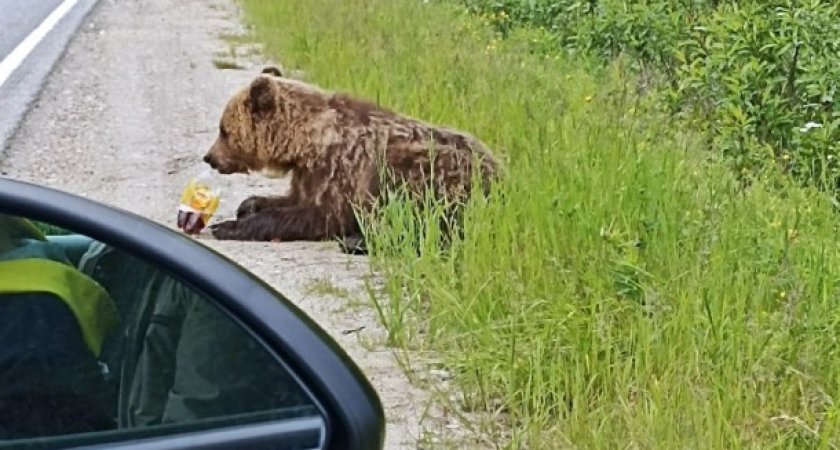 В Коми медведи продолжают "захватывать" все новые территории