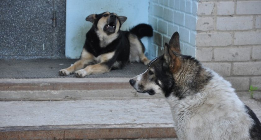 В Ухте начали вновь отлавливать бродячих собак