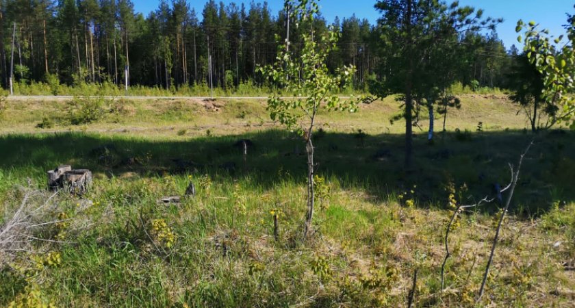 Житель Коми в одиночку нанес лесу урон более чем на миллион рублей