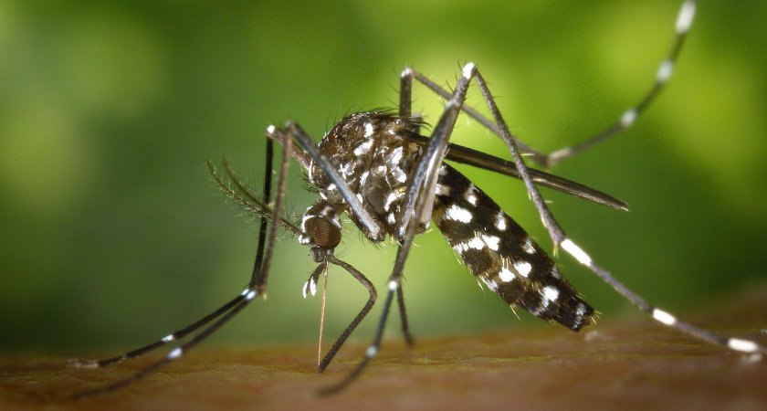 "Тигровые комары уже на юге России": почему это насекомое так опасно?
