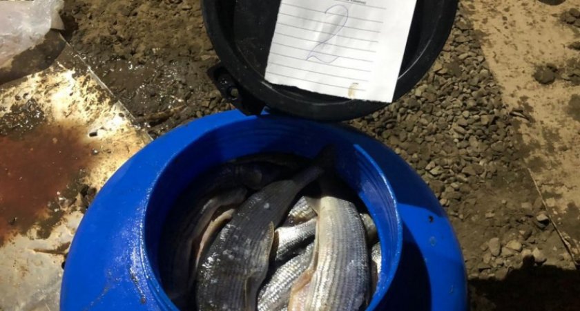 Браконьер из Сосногорска выловил рыбы более чем на миллион рублей