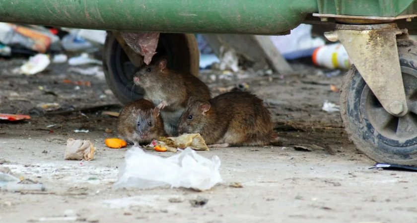 Жители Ухты боятся за безопасность своих детей из-за нашествия крыс на улицах города