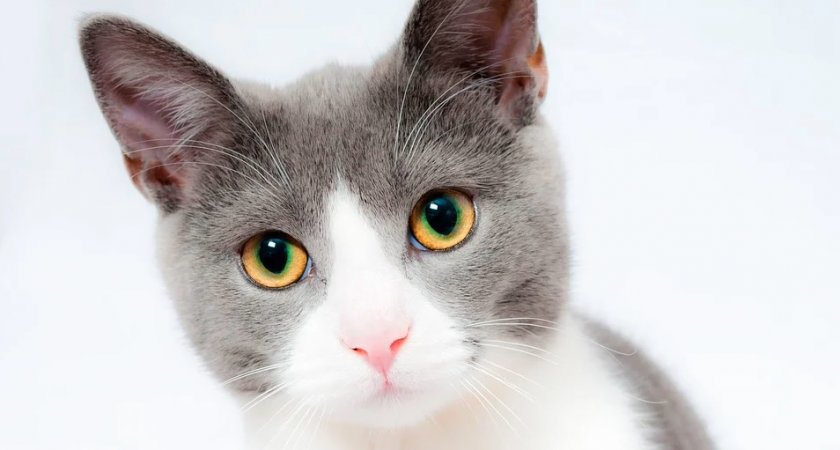 Ветеринары спасают кошку, которую подростки насиловали палкой