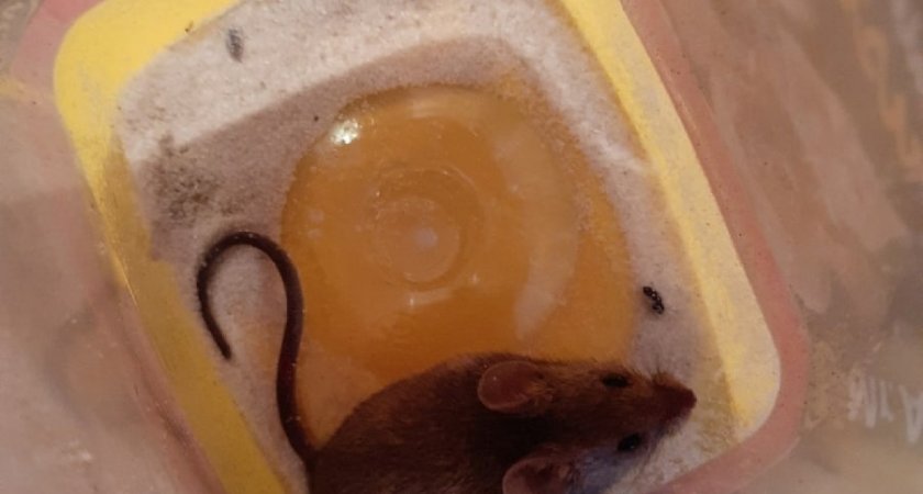 "Квартиру атаковали мыши!": Жительница Коми не успевает ставить ловушки