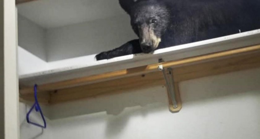 Испугал до заикания: медведь сломал железную дверь и пробрался в дом