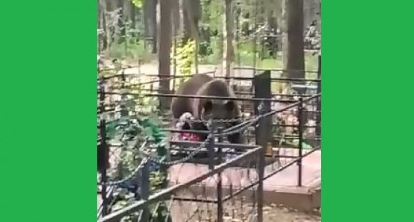 В Коми медведи теперь помогают родственникам хоронить умерших