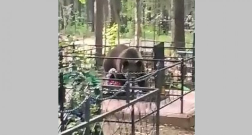 В Коми кладбище снова "свободно": медведи больше не будут пугать живых до полусмерти