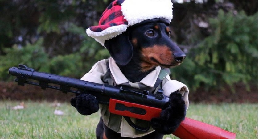 «Восстание собак»: питомец застрелил своего хозяина