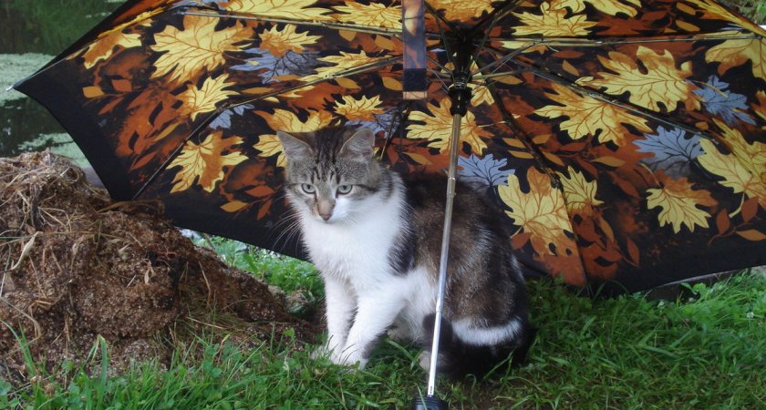 “Берите с собой зонт”: какой будет погода в городе в среду?