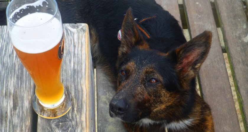 Россияне стали больше пить пива 