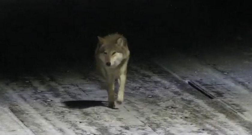 В Коми волки начали выходить к людям