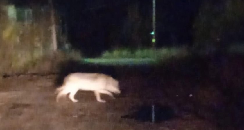 “Хищник вышел к людям”: по улицам одного из поселков Республики Коми разгуливает волк