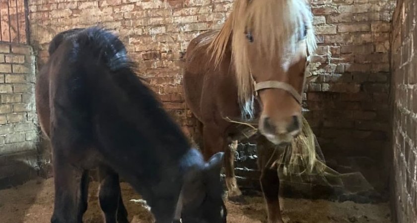 "Хотят пустить на колбасу": Ухтинцы умоляют о спасении пони и трех лошадей