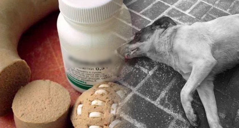 "Обещает отравить": ухтинцы рискуют жизнями своих питомцев, которых негде выгуливать