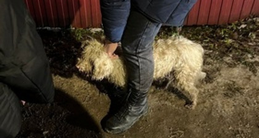 В Коми дети нашли пропавшего месяц назад пса 