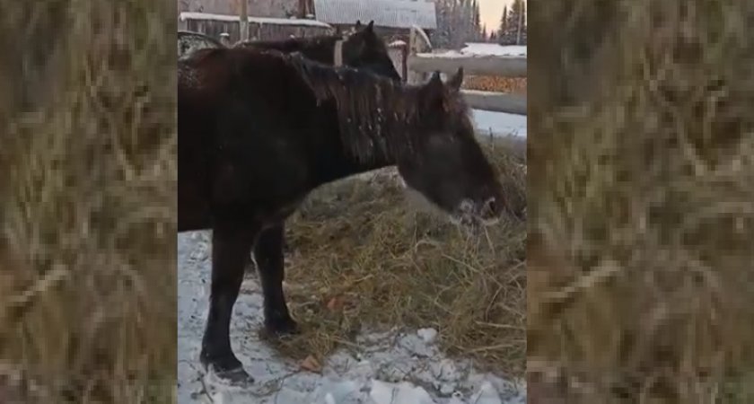 "Ноги подгибаются от холода": в Коми две лошади скитаются без хозяев