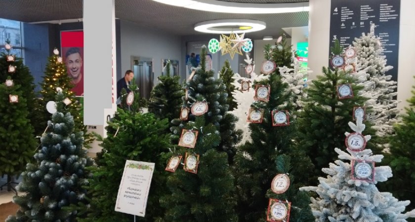 Россиян предупредили о штрафах за перевозку и покупку новогодней елки