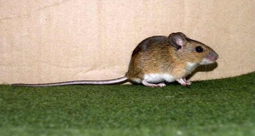 В Коми зафиксировали очаг заражения мышиной лихорадкой