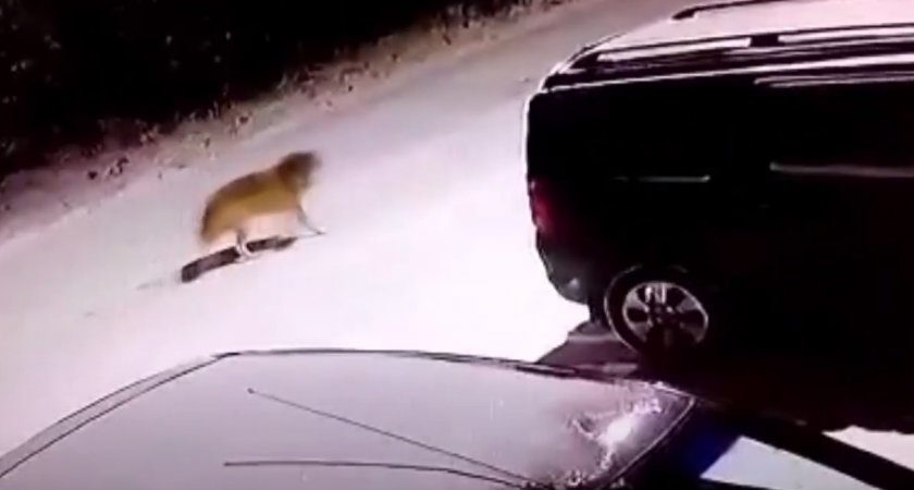 В Коми охотники добрались до "пугающего жителей" волка