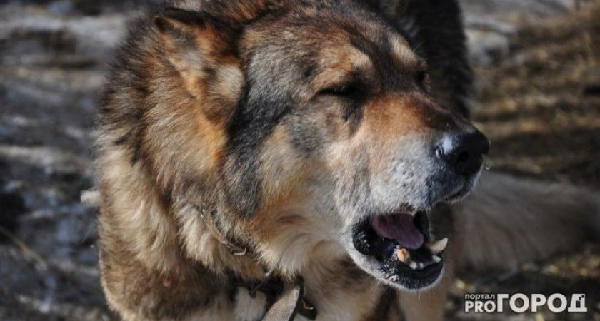 В Коми хозяину собак придется заплатить 28 тысяч рублей за гибель соседского кота