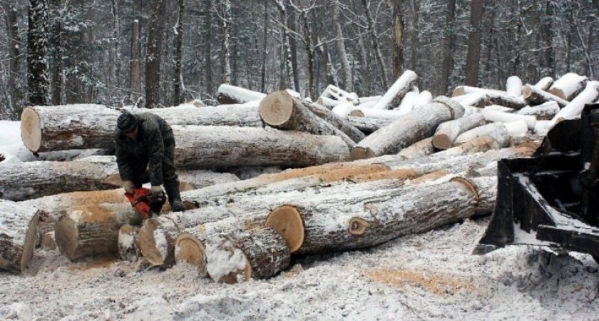 Республика Коми готова поставлять древесину для строительства оборонных сооружений