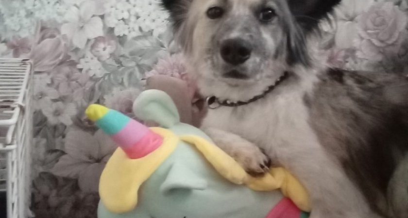 В Ухте ищут собаку, пропавшую во время смертельного ДТП